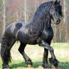 Friesian Horse paint by numbers