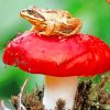 Frog Sitting On A Red Mushroom paint by numbers