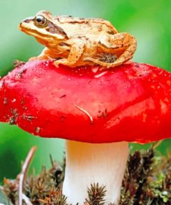 Frog Sitting On A Red Mushroom paint by numbers