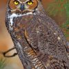 Great Horned Owl paint by numbers