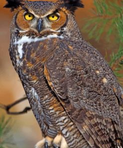 Great Horned Owl paint by numbers