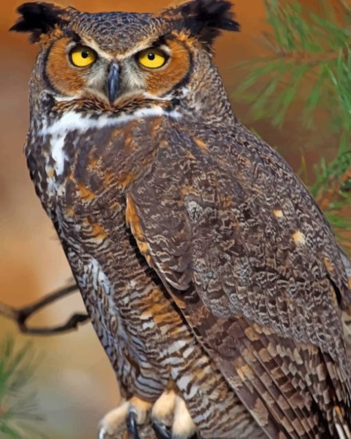 Great Horned Owl paint by numbers