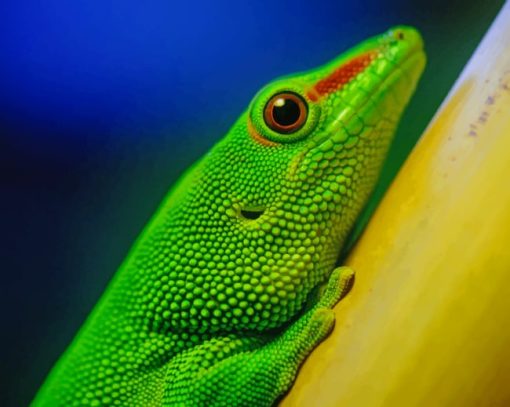 Green Lizard Reptiles paint by numbers