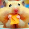 Hamster Eating Chips paint by numbers