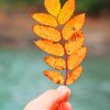 Hand Holding Autumn Leaf paint by numbers