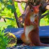 Happy Squirrel Paint By Numbers