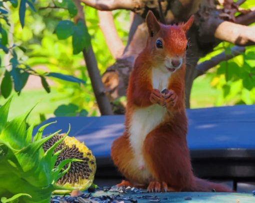 Happy Squirrel Paint By Numbers