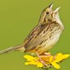 Henslow Sparrow Bird On A Flower paint by numbers