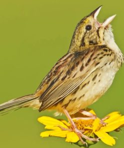 Henslow Sparrow Bird On A Flower paint by numbers