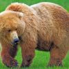 Huge brown bear paint by numbers