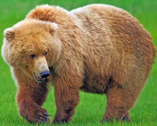 Huge brown bear paint by numbers