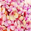 Hydrangea Beautiful Pink Flower Paint By Numbers