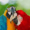 Intimate Colorful Parrots Paint By Numbers