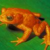 Jumping Orange Frog Paint By Numbers