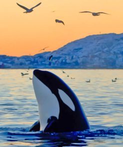 Killer Whale In The Ocean paint by numbers