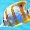 Copperband Butterflyfish paint by numbers