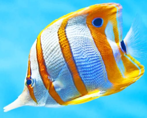 Copperband Butterflyfish paint by numbers