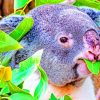 Koala Animal Eating Leaves paint by numbers