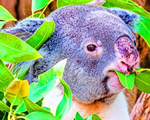 Koala Animal Eating Leaves paint by numbers