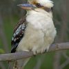 kookaburra Bird On Tree paint by numbers