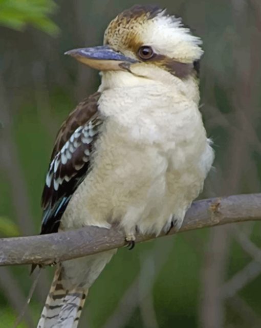 kookaburra Bird On Tree paint by numbers