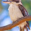 kookaburra Bird paint by numbers