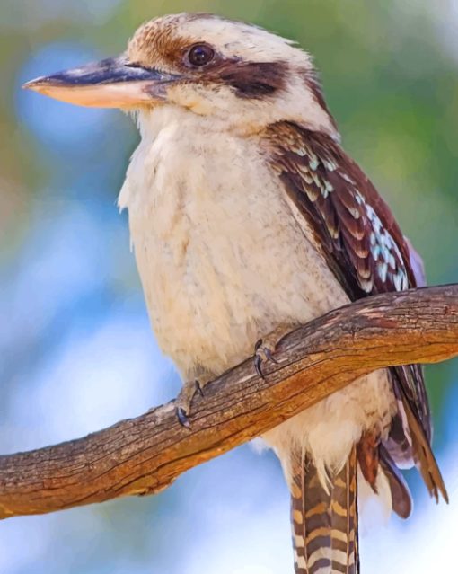 kookaburra Bird paint by numbers