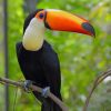 Toco Toucan paint by numbers