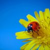 Ladybugs Dandelions Yellow Flower paint by numbers