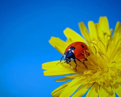 Ladybugs Dandelions Yellow Flower paint by numbers