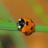 Ladybugs Insects Drops Bokeh paint by numbers