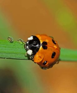 Ladybugs Insects Drops Bokeh paint by numbers