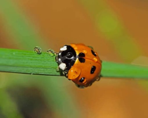 Ladybugs Insects Drops Bokeh paint by numbers