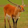 Lechwe Deer paint by numbers