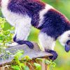 Lemur Animal paint by numbers