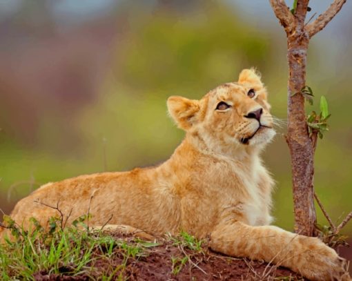 Lion Cub In Wild paint by numbers