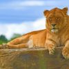 Lion Sitting On Rock paint by numbers