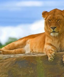 Lion Sitting On Rock paint by numbers