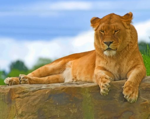 Lion Sitting On Rock paint by numbers