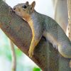 Lounging Squirrel On Tree paint by numbers