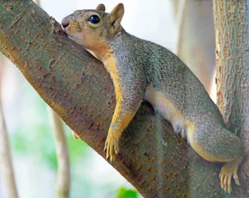 Lounging Squirrel On Tree paint by numbers