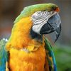 Macaw Yellow And Green Parrot paint by numbers