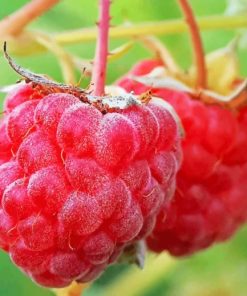 Macro Raspberries Fruits paint by numbers