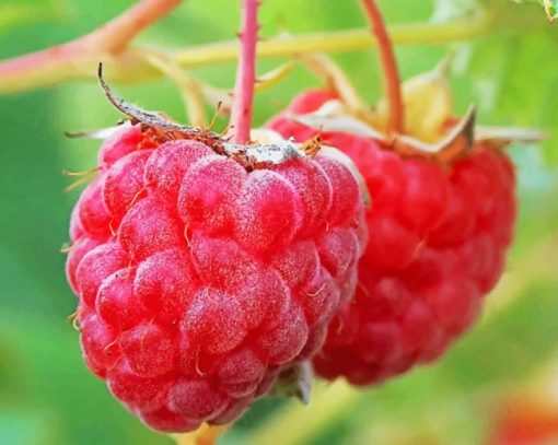 Macro Raspberries Fruits paint by numbers