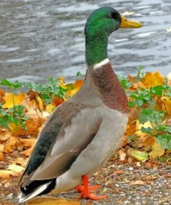 Mallard Duck Bird paint by numbers