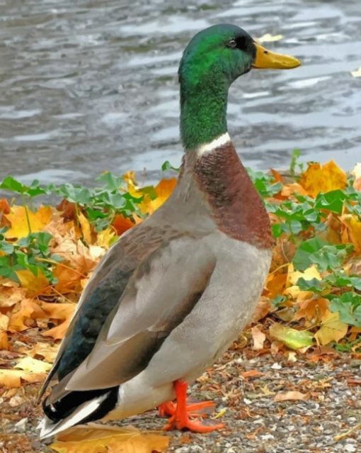 Mallard Duck Bird paint by numbers