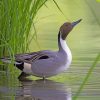 Mallard Duck In River paint by numbers