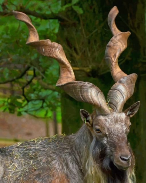 Markhor Animal paint by numbers