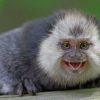 Marmoset Monkey Animal paint by numbers