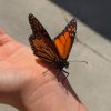 Black And Orange Monarch Butterfly paint by numbers